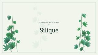 Illustration botanique stylisée du terme « Silique » du glossaire