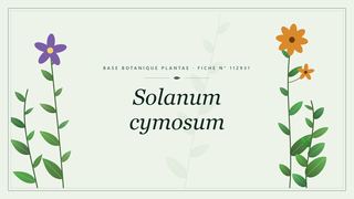 Planche botanique stylisée de Solanum cymosum