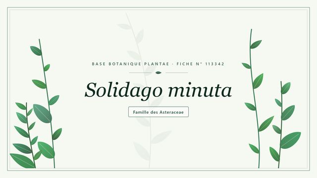 Solidago minuta : conseils et analyse Planche botanique stylisée de Solidago minuta, famille des Asteraceae