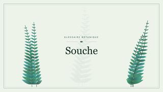 Illustration botanique stylisée du terme « Souche » du glossaire