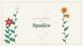 Illustration botanique stylisée du terme « Spadice » du glossaire