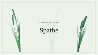 Illustration botanique stylisée du terme « Spathe » du glossaire