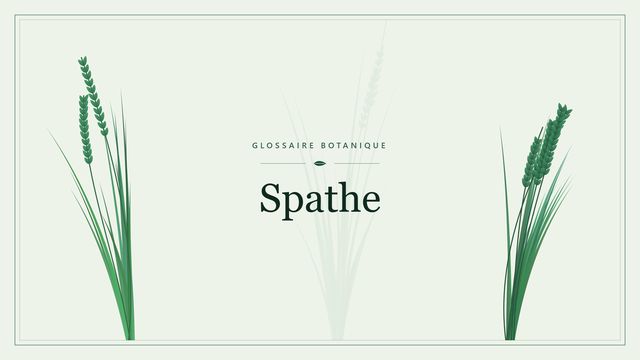Comprendre spathe en botanique et horticulture Illustration botanique stylisée du terme « Spathe » du glossaire