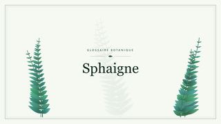 Illustration botanique stylisée du terme « Sphaigne » du glossaire