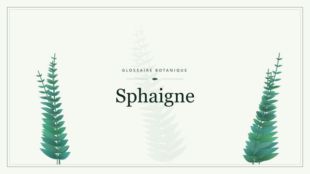 Définition de « sphaigne » en botanique Illustration botanique stylisée du terme « Sphaigne » du glossaire