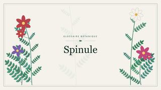 Illustration botanique stylisée du terme « Spinule » du glossaire