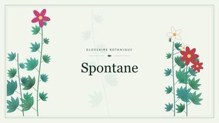 Illustration botanique stylisée du terme « Spontane » du glossaire