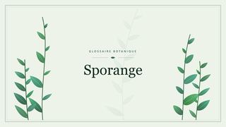 Illustration botanique stylisée du terme « Sporange » du glossaire