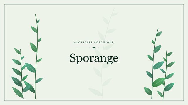 Sporange : notre analyse Illustration botanique stylisée du terme « Sporange » du glossaire