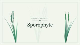 Illustration botanique stylisée du terme « Sporophyte » du glossaire