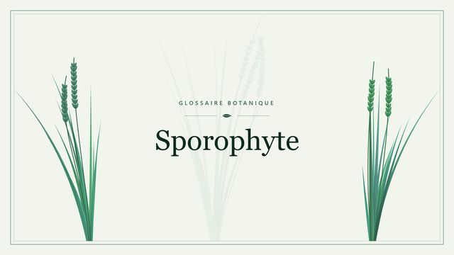 Sporophyte : panorama Illustration botanique stylisée du terme « Sporophyte » du glossaire