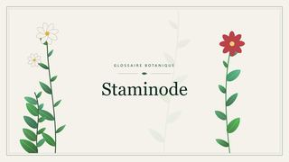 Illustration botanique stylisée du terme « Staminode » du glossaire