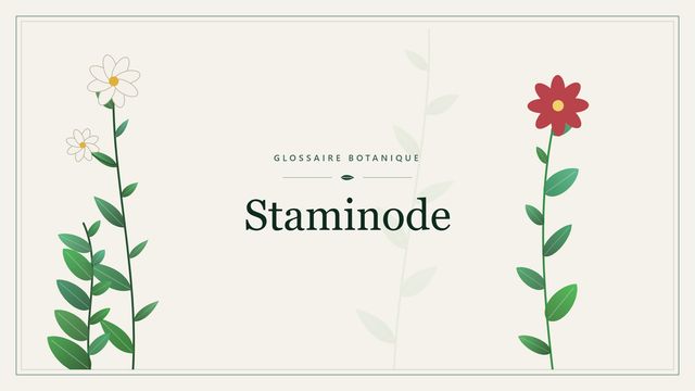 Définition de « staminode » en botanique Illustration botanique stylisée du terme « Staminode » du glossaire