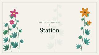 Illustration botanique stylisée du terme « Station » du glossaire