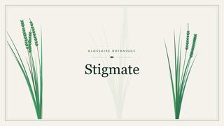 Illustration botanique stylisée du terme « Stigmate » du glossaire