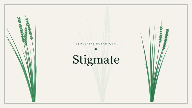 Stigmate : comment s'y retrouver Illustration botanique stylisée du terme « Stigmate » du glossaire