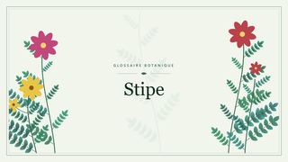 Illustration botanique stylisée du terme « Stipe » du glossaire