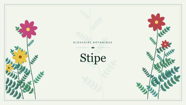 Stipe : ce qu'il faut savoir Illustration botanique stylisée du terme « Stipe » du glossaire