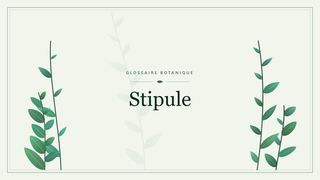 Illustration botanique stylisée du terme « Stipule » du glossaire