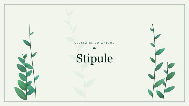 Définition de « stipule » en botanique Illustration botanique stylisée du terme « Stipule » du glossaire