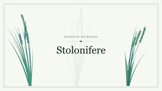 Illustration botanique stylisée du terme « Stolonifere » du glossaire