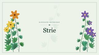 Illustration botanique stylisée du terme « Strie » du glossaire