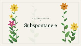 Illustration botanique stylisée du terme « Subspontane e » du glossaire