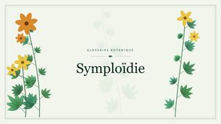 Illustration botanique stylisée du terme « Symploïdie » du glossaire