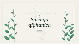 Planche botanique stylisée de Syringa afghanica