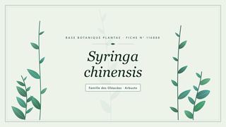 Planche botanique stylisée de Syringa chinensis, famille des Oléacées