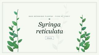 Planche botanique stylisée de Syringa reticulata
