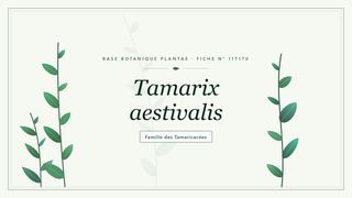 Planche botanique stylisée de Tamarix aestivalis, famille des Tamaricacées