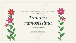 Planche botanique stylisée de Tamarix ramosissima (Tamaris rameux), famille des Tamaricacées