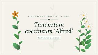 Planche botanique stylisée de Tanacetum coccineum ‘Alfred’, famille des Astéracées