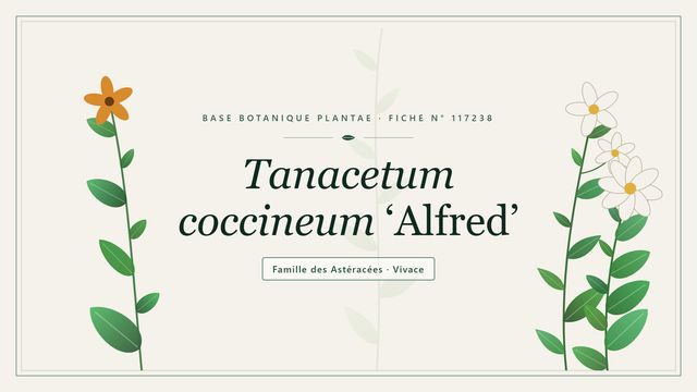 Tanacetum coccineum alfred : les bases Planche botanique stylisée de Tanacetum coccineum ‘Alfred’, famille des Astéracées
