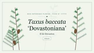 Planche botanique stylisée de Taxus baccata ‘Dovastoniana’ (If de Dovaston)