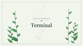 Illustration botanique stylisée du terme « Terminal » du glossaire