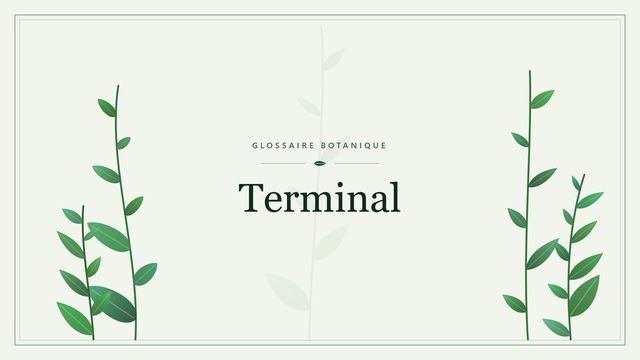 Terminal : panorama Illustration botanique stylisée du terme « Terminal » du glossaire