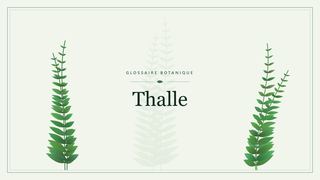 Illustration botanique stylisée du terme « Thalle » du glossaire