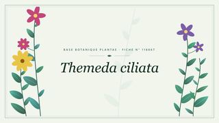 Planche botanique stylisée de Themeda ciliata