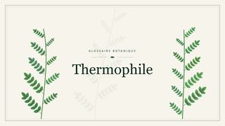 Illustration botanique stylisée du terme « Thermophile » du glossaire