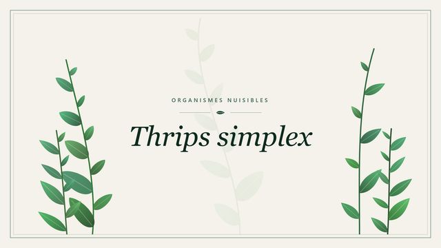 Thrips simplex : points clés Visuel botanique stylisé consacré à Thrips simplex