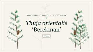 Planche botanique stylisée de Thuja orientalis ‘Berckman’