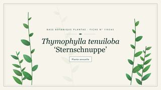 Planche botanique stylisée de Thymophylla tenuiloba ‘Sternschnuppe’