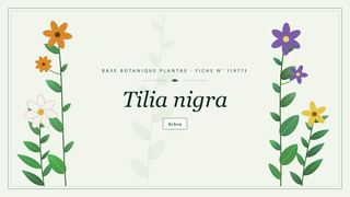 Planche botanique stylisée de Tilia nigra