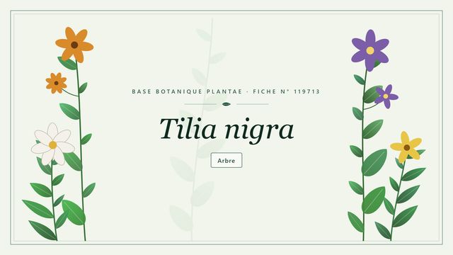Tilia nigra : fiche descriptive et taxonomie Planche botanique stylisée de Tilia nigra