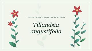Planche botanique stylisée de Tillandsia angustifolia