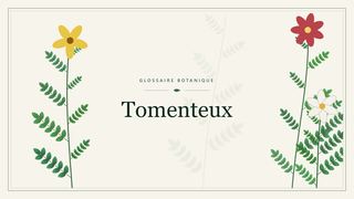 Illustration botanique stylisée du terme « Tomenteux » du glossaire