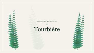 Illustration botanique stylisée du terme « Tourbière » du glossaire