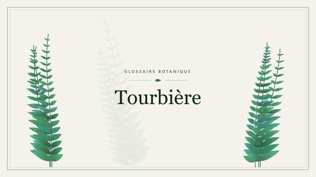 Tourbière : l'essentiel Illustration botanique stylisée du terme « Tourbière » du glossaire